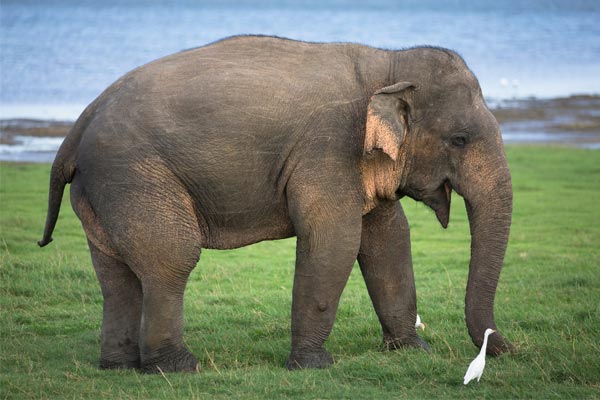 கந்தளாய் பகுதியில் காட்டு யானையொன்று மர்மமான முறையில் உயிரிழப்பு